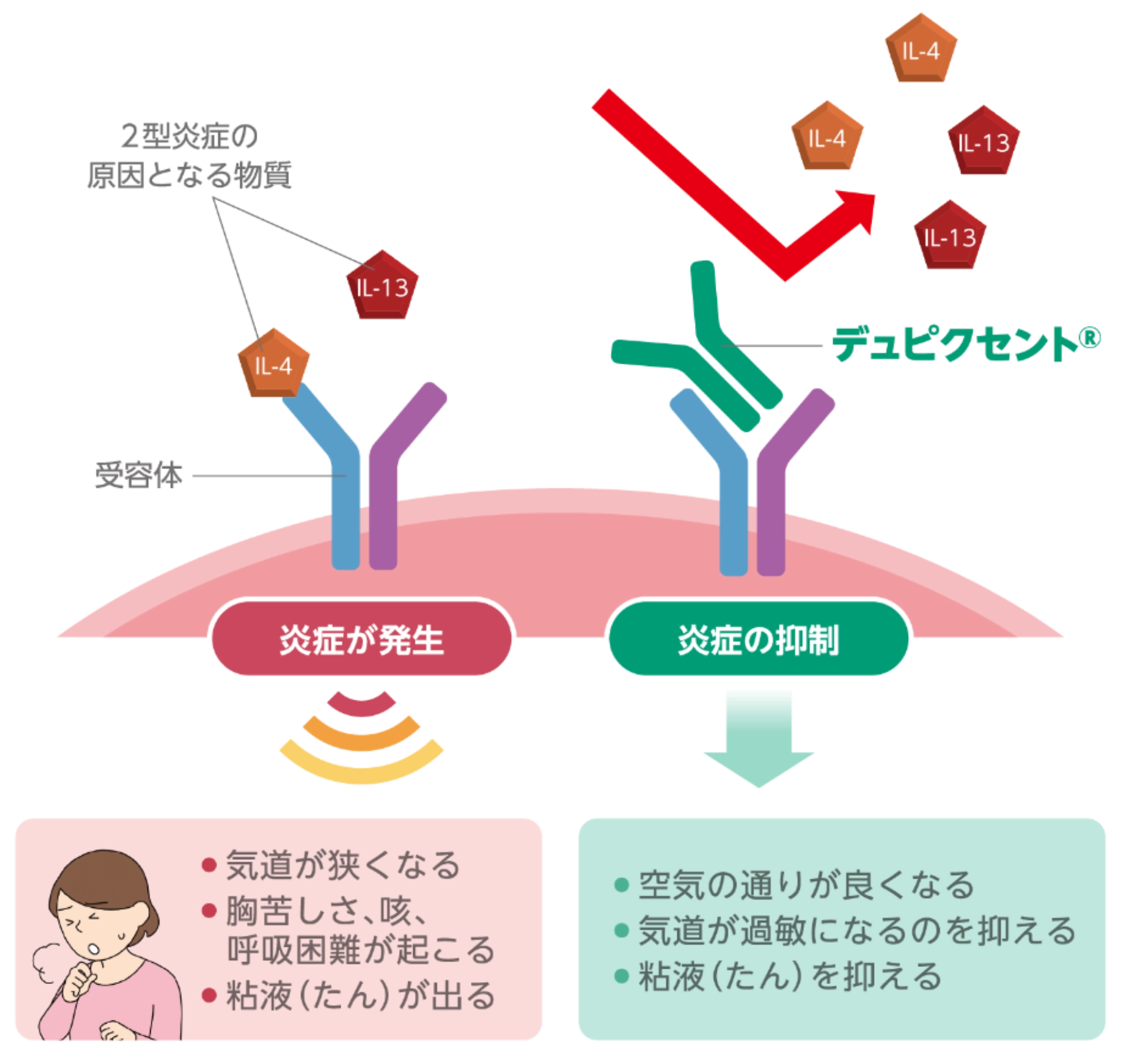デュピクセントはどう効くの？（作用機序）